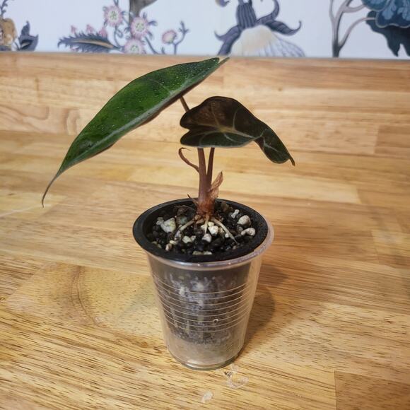 Alocasia Amazonica 'Polly' Elephant Ear Plant - Picture 11 of 12